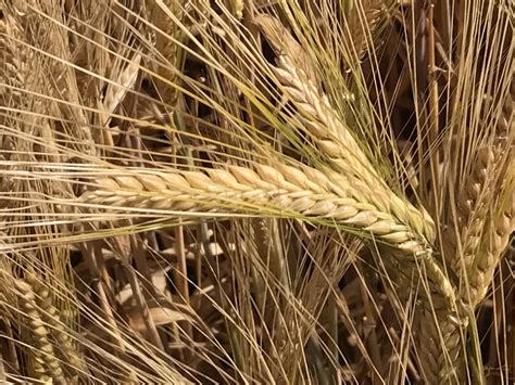 2 row malted barley.